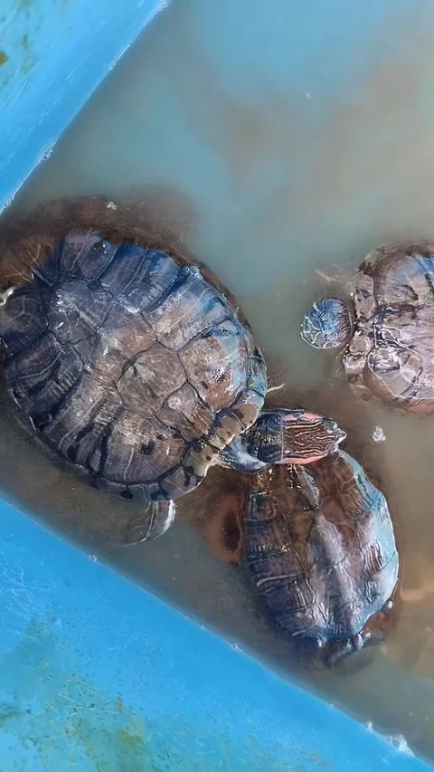 Labi labi Stock Footage 290856672