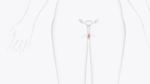 The "labia minora" is defined as the smaller lips Stock Illustration