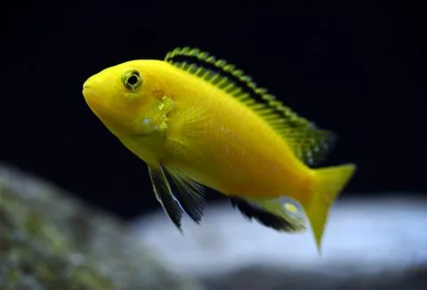 Labidochromis caeruleus Stock Photos