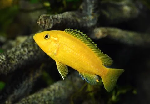 Labidochromis caeruleus Stock Photos