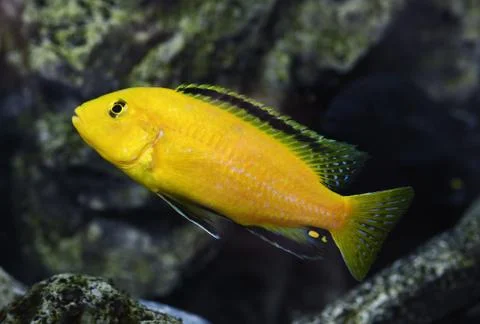 Labidochromis caeruleus Stock Photos