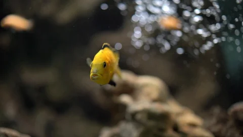 Labidochromis caeruleus «yellow» Stock Footage 129575138