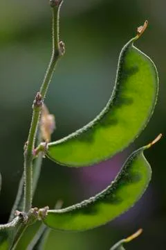 Lablab purpureus l., pawata, papilionaceae, leguminosae, papilionoideae, faba Stock Photos