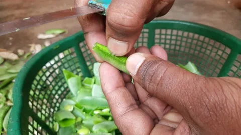 Lablab purpureus vegetable. Stock Footage 227153698