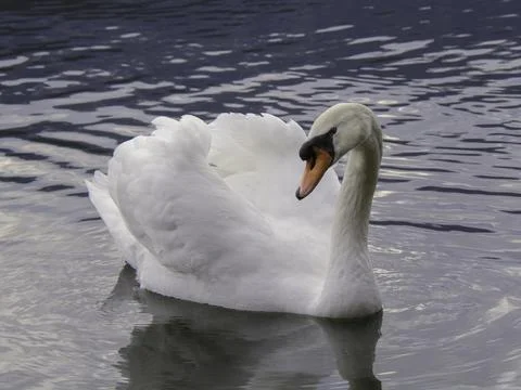 LABOD SWAN Stock Photos