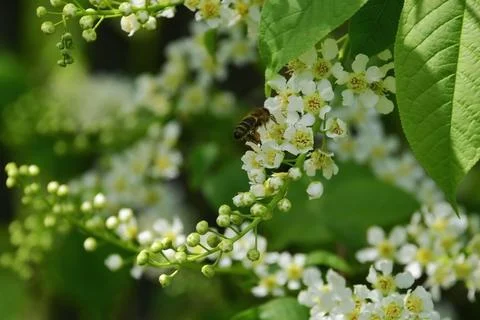 The labor bee collects the first spring honey on the opening inflorescences o Stock Photos