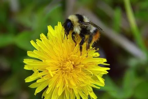 The labor bee collects the first spring honey on the opening inflorescences o Stock Photos