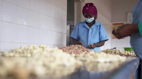 Labor intensive hand processing of raw cashew nuts by African women on cashew Vídeo Stock 331279933