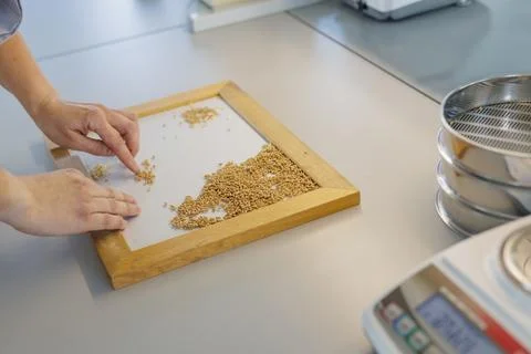 Laboratory Analysis and Quality Control of Wheat Grains by Hand in Modern A.. Stock Photos