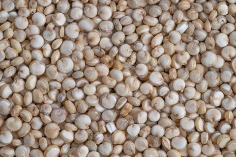 Laboratory analysis of quinoa grains, Microscopic examination of quinoa seed sam Stock Photos