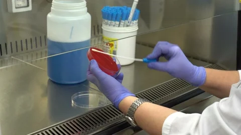 Laboratory and ﬁeld tests on Mediterranean fruit fly (Ceratitis capitata) Stock-Footage 147194974