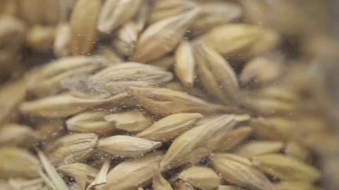 A laboratory apparatus for verification of wheat, closeup Stock Footage 75245590