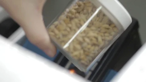 A laboratory apparatus for verification of wheat Stock Footage 75245838