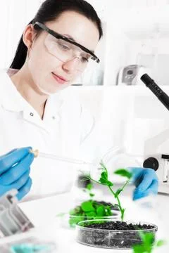 Laboratory assistant analyzing a sample Stock Photos
