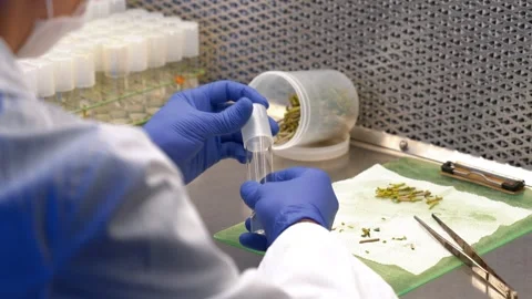 The laboratory assistant cuts sprouts for experiments Stock Footage 327981602