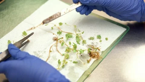 The laboratory assistant cuts sprouts for experiments Stock Footage 327981632
