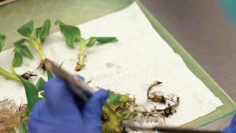 The laboratory assistant cuts sprouts for experiments Stock Footage 327981758