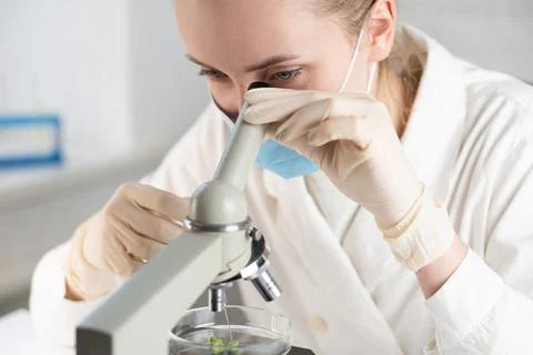 The laboratory assistant examines the samples under a microscope. Stock Photos