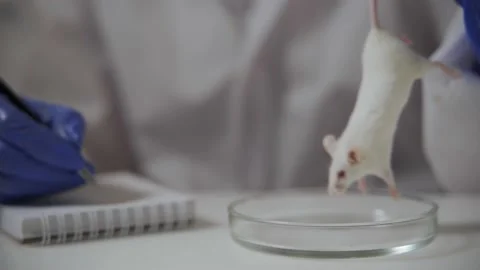 The laboratory assistant holds the mouse by the tail over the petri dish and Stock Footage 160658492