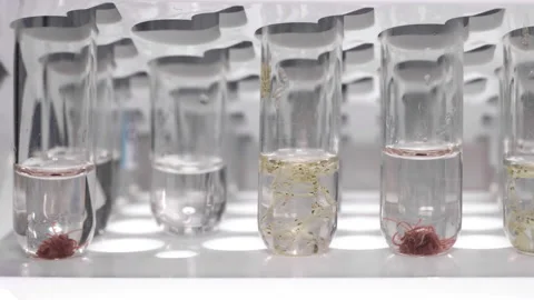 Laboratory assistant puts a nematode worm Video stock 99438519