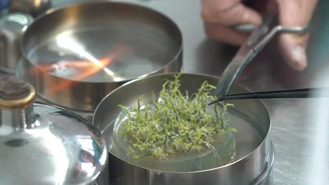 The laboratory assistant takes out the sprouts for the experiments Stock Footage 327981674