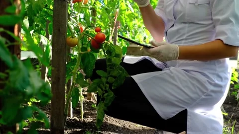 Laboratory assistant, works in a greenhouse. collects crop data, uses a tablet. Stock Footage