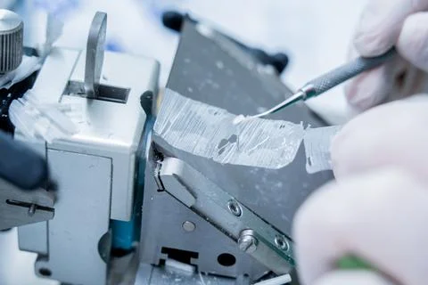 Laboratory assistant works on a rotary microtome section and making microscope Stock Photos