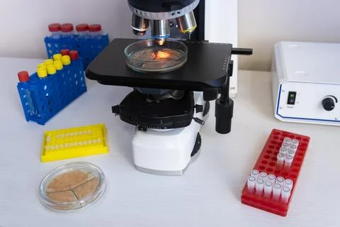 In the laboratory, bacteria are studied under a microscope, a general plan of Stock Photos