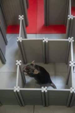 Laboratory black mouse is navigating in a plastic labyrinth in lab experiment Stock Photos