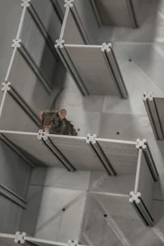 Laboratory black mouse is navigating in a plastic labyrinth in lab experiment Foto stock