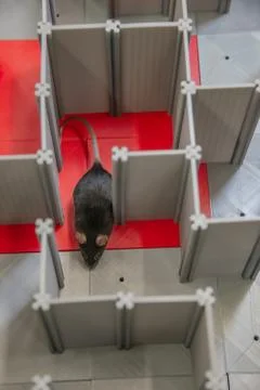 Laboratory black mouse is navigating in a plastic labyrinth in lab experiment Stock Photos