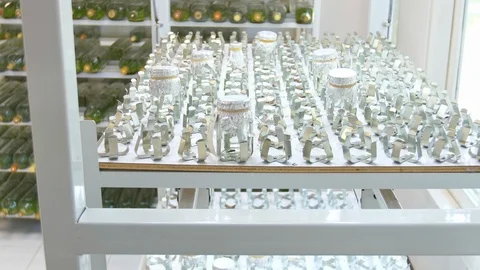 Laboratory bottles shaking in the process of orchid tissue culture. Video stock 105636374