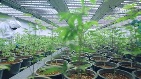 Laboratory controls a humidity an insect for a rich quality harvest. Stock Footage 301663043