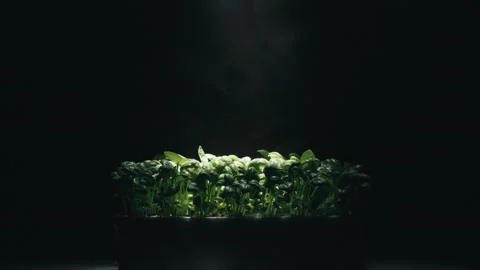 Laboratory cultivation of aromatic green plants and black background Stock Footage