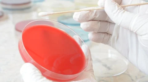 Laboratory doctor doing an antibiogram on petri dish with a sterile swab Stock Footage 59736927