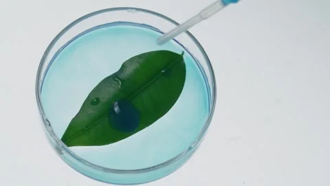 Laboratory Dropper Dispensing Blue Liquid Onto a Green Leaf in Petri Dish 库存影片 331110517