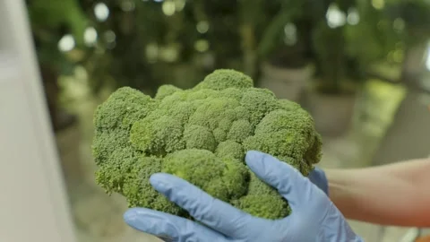 Laboratory experiments, studying the properties of the plant. Stock Footage 303684351