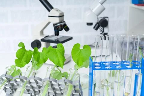 Laboratory exploring new methods of plant breeding Stock Photos