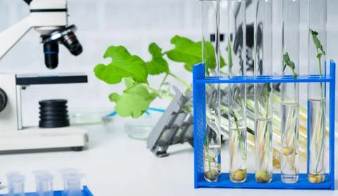 Laboratory exploring new methods of plant breeding Stock Photos