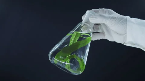 Laboratory flask with live algae. Black background. Stock Footage 156646348