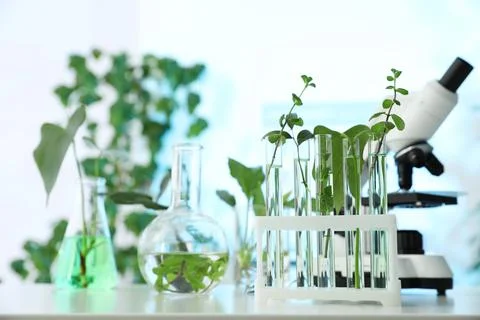 Laboratory glassware with plants and microscope on table, space for text. Bio Stock Photos