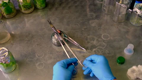 Laboratory jars with plants. Selective focus. People. Stock Footage 291694212