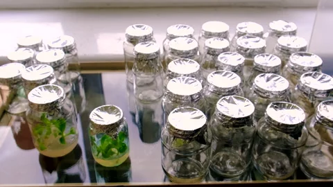 Laboratory jars with plants. Selective focus. Stock Footage 295019492
