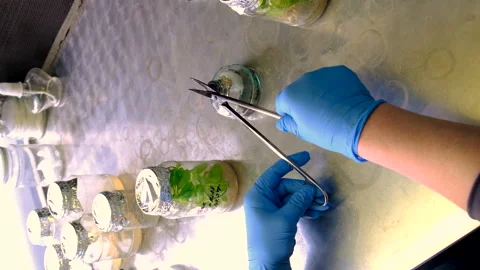 Laboratory jars with plants. Selective focus. People. Stock Footage 295023782