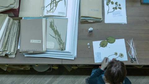 Laboratory, making of herbarium. Motion time lapse. Stock Footage 119830388