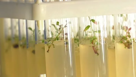 Laboratory of microclonal reproduction Video stock 99008490