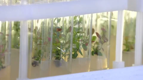 Laboratory of microclonal reproduction Stock Footage 99008627