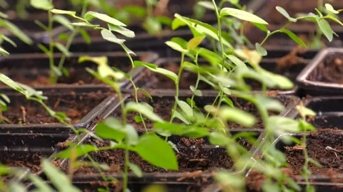 Laboratory of microclonal reproduction. "In vitro"  micro-breeding technology Stock Footage 109590069