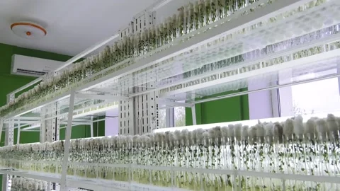 Laboratory of microclonal reproduction. "In vitro"  micro-breeding technology. Stock-Footage 109590102