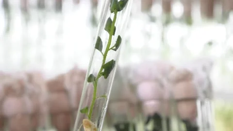 Laboratory of microclonal reproduction. "In vitro"  micro-breeding technology Video stock 109590116